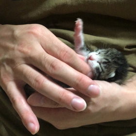 ゴロリラ(動画大有り注意)の画像