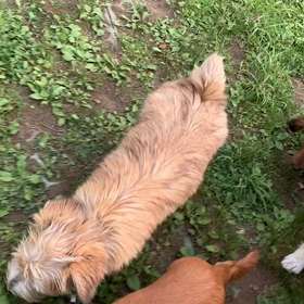 5月12日12わんこと1時間遠足  代々木公園の画像