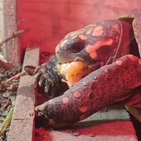 それでも俺は・・・の画像