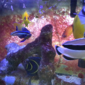 ブラックバンドエンゼルの最後の動画❣️の画像