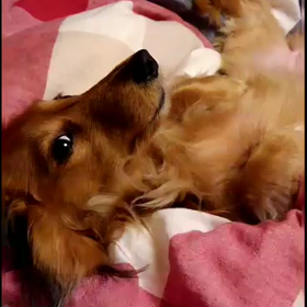 寝かしつけの画像