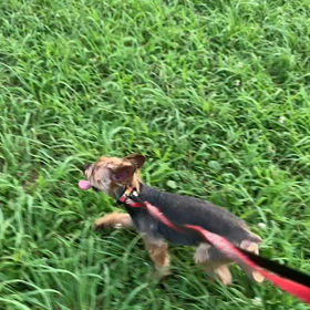 8月1日12わんこと1時間遠足  代々木公園の画像