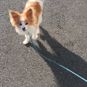 肥満細胞腫　経過　2/2の画像