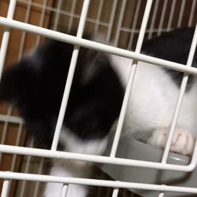 里親募集の子達の画像