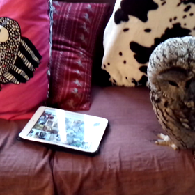 動画です！の画像