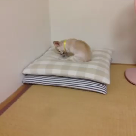 ひめの仕事の画像