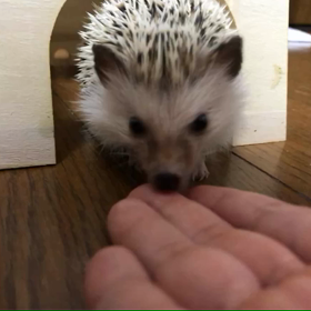 103日目初めての梨の画像