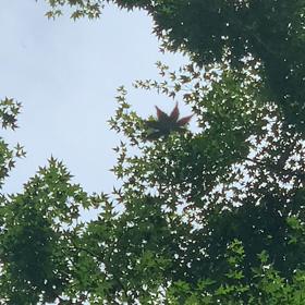 宇宙からの祝福の画像