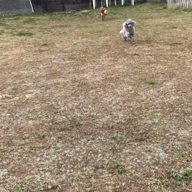 小型犬幼稚園の画像