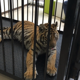 集まれ、未来の飼育員の画像