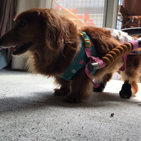 車椅子のレオの画像