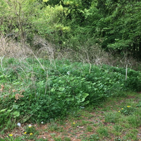 犬のお散歩にての画像