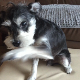 忍法目逸らしの  画像