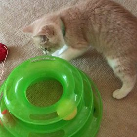 ワクチン組、復活！の画像