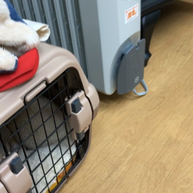 レア動画。の画像