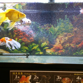 エーハイムのホースを交換しました。の画像