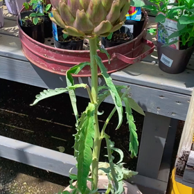 園芸店へ 夏のお花がいっぱい オーストラリアンブルーベル 癒しの庭