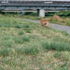 モカの休日(๑˃̵ᴗ˂̵)の画像