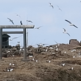 ウミネコの画像