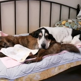 懐かしい光景　～動画有～の画像