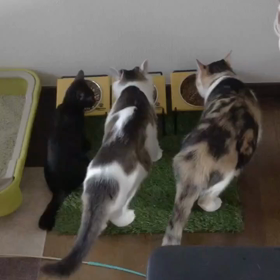 トライアル中のもなか　改め鈴の画像