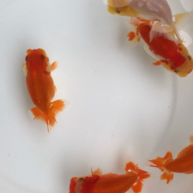 9月９日緊急事態宣言延長！の画像