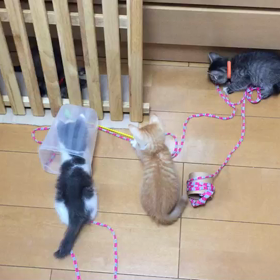 わちゃわちゃ子猫達の画像