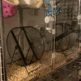 モモンガご飯♡の画像