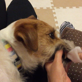 我が家のツッパリ君の画像