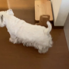 一生に一度だけ巡り合える運命の愛犬・ロビン（動画編）の画像