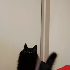 猫じゃらし。の画像