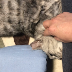 甘えるララちゃんの画像