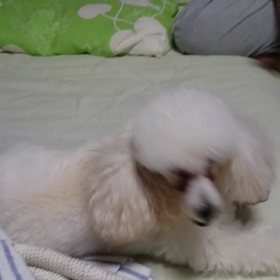 回転むぎの画像