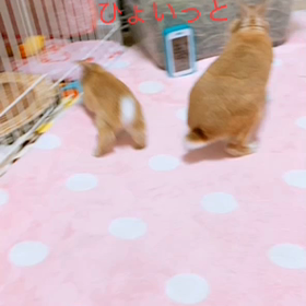 にぃにに届かないの画像