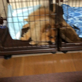 ペットシーツの巻の画像