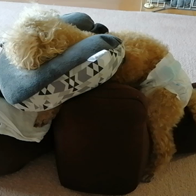 今日も元気です！の画像