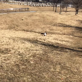 今日のはなちゃん973、モモちゃん925の画像