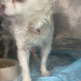 チポタンの様子の画像