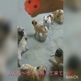 パグﾁｬﾝ達ブルドッグﾁｬﾝ達ボール持って来ての画像
