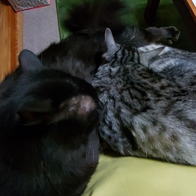 優しい兄ちゃん(=ﾟωﾟ=)はの画像