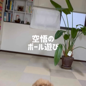 渡さんのかーい！の画像