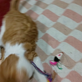 欲張りさん♪♪の画像