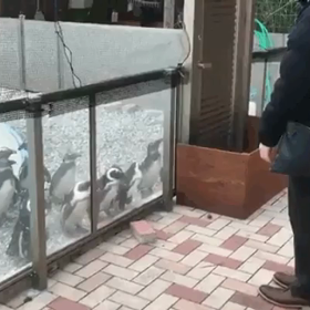 ペンギンの操り方の画像