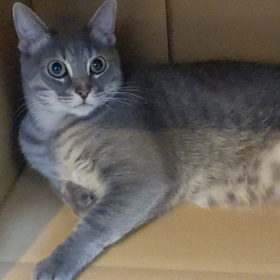 引っ越しの邪魔ばかりしてくれますの画像