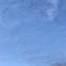 ムクドリの群れ現る‼️の画像