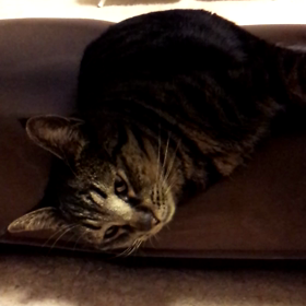 そして、寝る(-ｪ-)｡oの画像