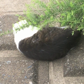 えっ、、、癌なの？の画像