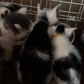 ゴマちゃんの近況 5月18日 6時の画像