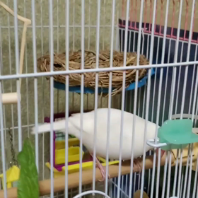 求愛ダンスの画像