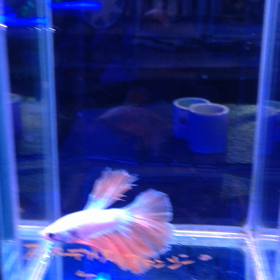 暑い暑い…の画像